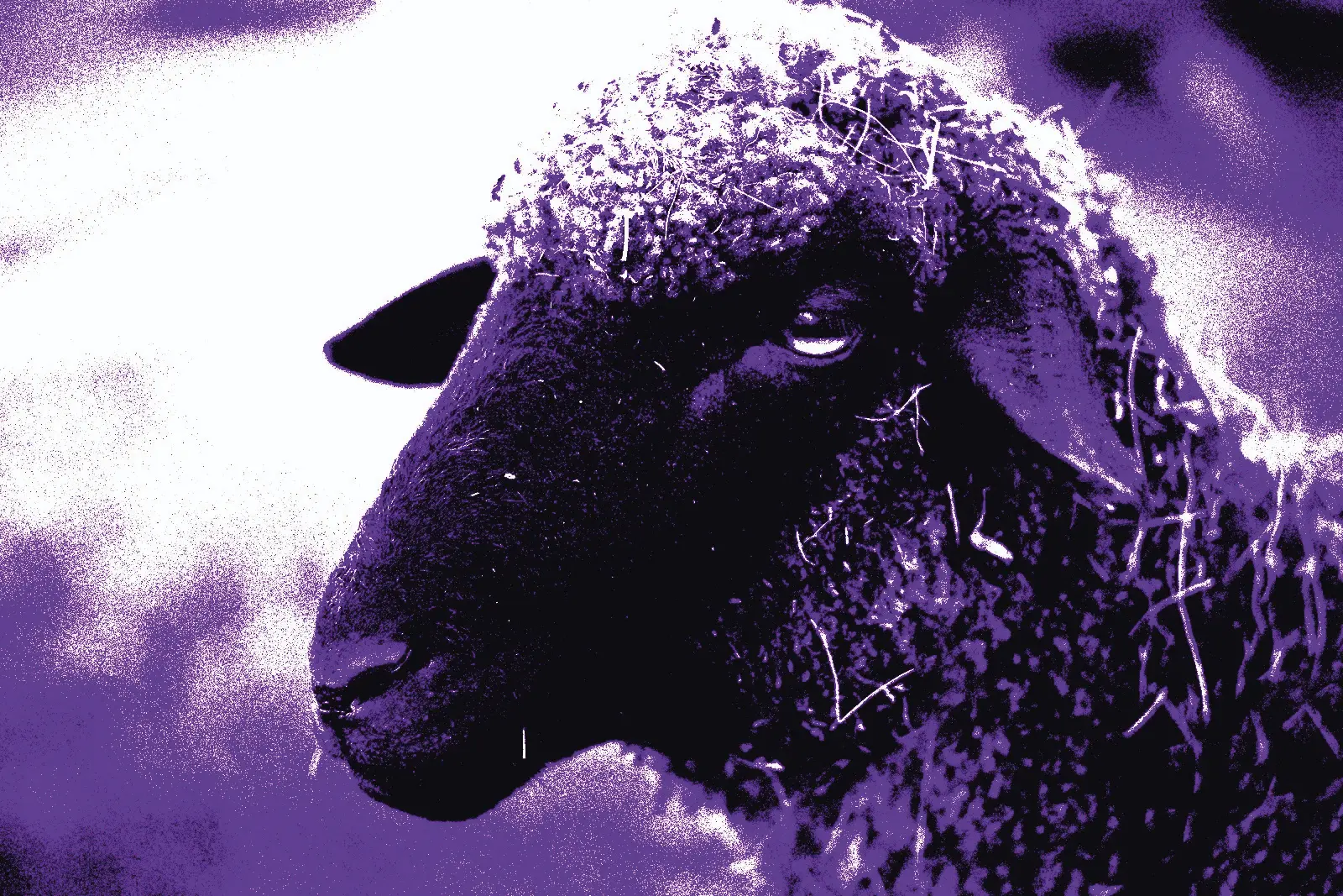 Pecora nera trattata in viola con la grana da fotocopia